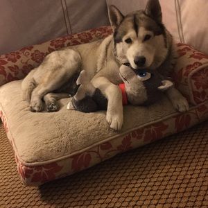 Meet your Posher, Jasmeen