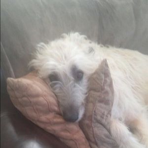 Meet your Posher, Celeste