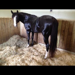 Meet your Posher, Jocelyn