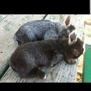 Meet your Posher, Carissa