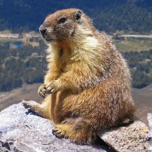 Meet your Posher, William