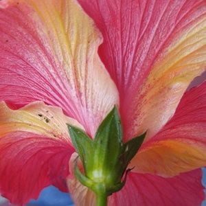 Meet your Posher, Krissa