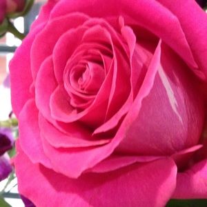 Meet your Posher, Betty