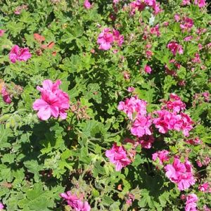 Meet your Posher, Alejandra