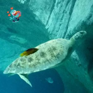 Meet your Posher, Paula