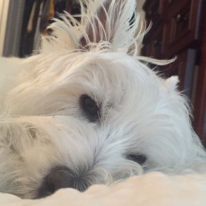 Meet your Posher, Timothy