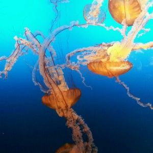 Meet your Posher, Paula