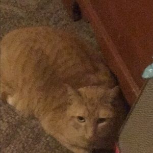 Meet your Posher, Nancy