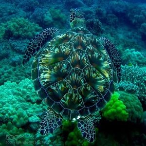 Meet your Posher, Ginger