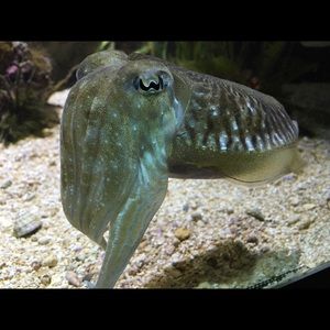 Meet your Posher, Aisha