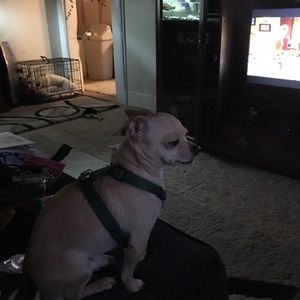 Meet your Posher, Angelica