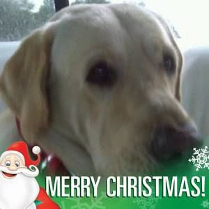 Meet your Posher, Carol