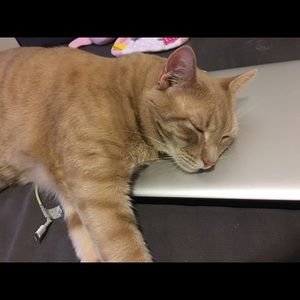 Meet your Posher, Jamie