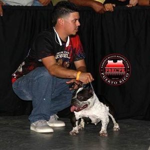 Meet your Posher, Frankie