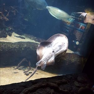 Meet your Posher, Amena