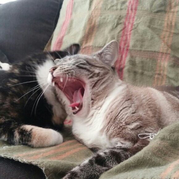 Meet your Posher, Amber