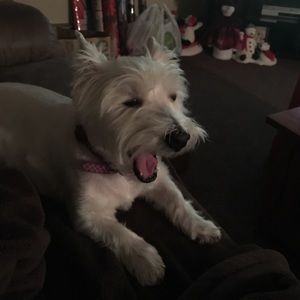 Meet your Posher, Joyce