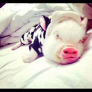 Meet your Posher, Thoa