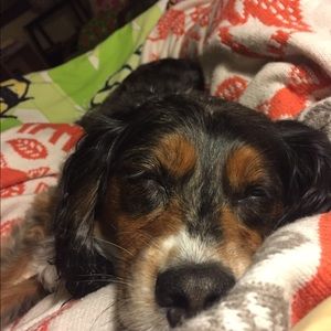 Meet your Posher, Daisy