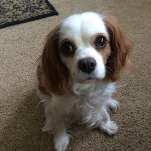 Meet your Posher, Jess