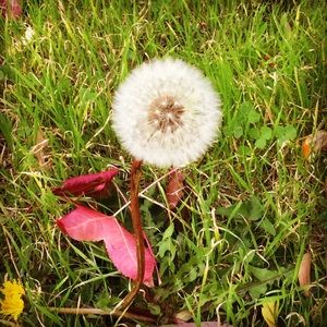 Meet your Posher, Jassana