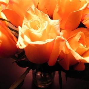 Meet your Posher, Janet