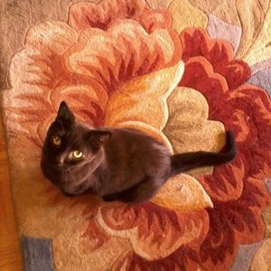 Meet your Posher, Dorcas