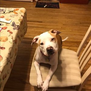 Meet your Posher, Susann