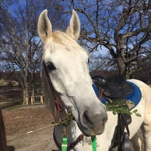 Meet your Posher, Susannah