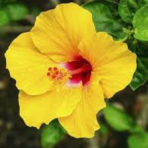 Meet your Posher, Yasmin