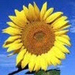 Meet your Posher, Claire