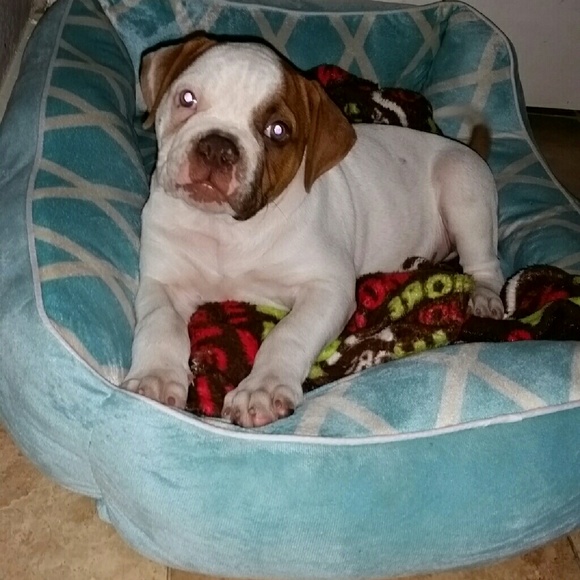 Meet your Posher, Anna - Picture 1 of 1