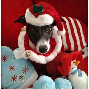 Meet your Posher, Sharon