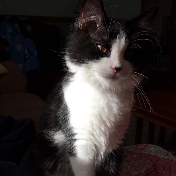 Meet your Posher, Lauren - Picture 1 of 1