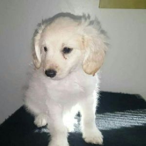 Meet your Posher, Angeles