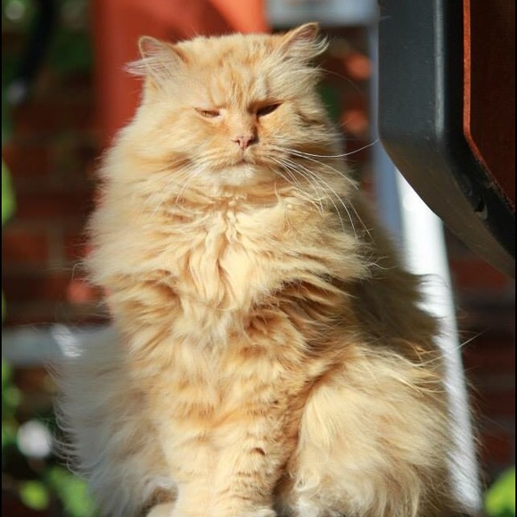 Meet your Posher! Hi I'm sandra- - Picture 3 of 5