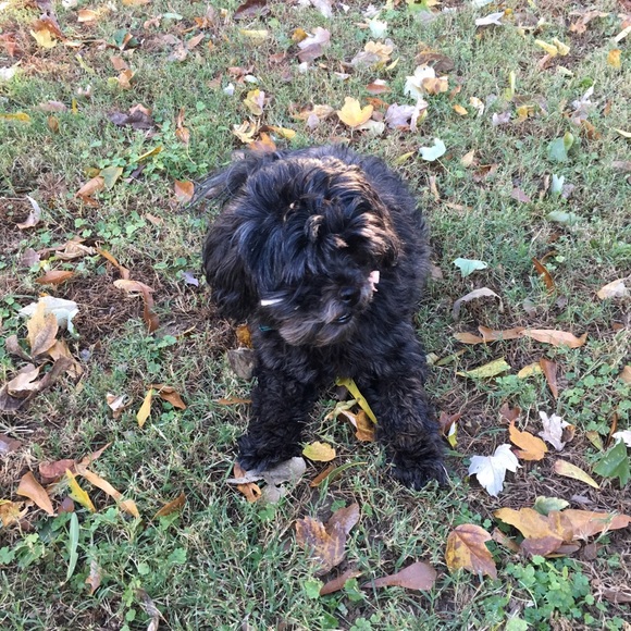 Meet your Posher, Angie - Picture 1 of 1