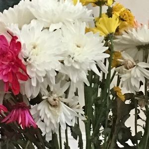 Meet your Posher, Soheila