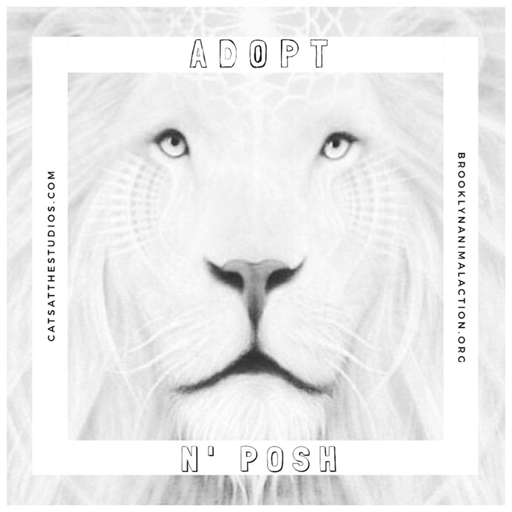 . Adopt N' Posh - Picture 1 of 8