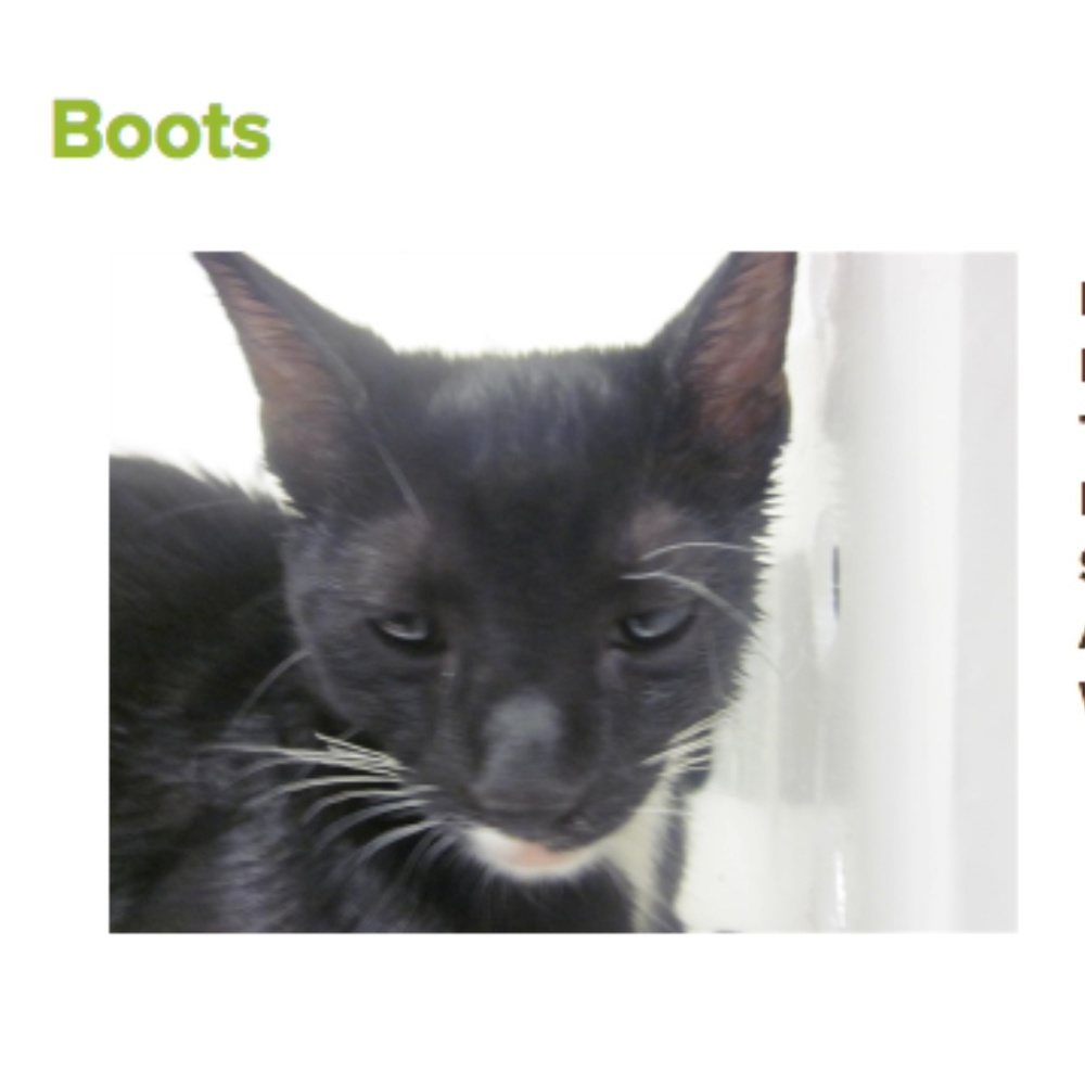 . Adopt N' Posh - Picture 7 of 8