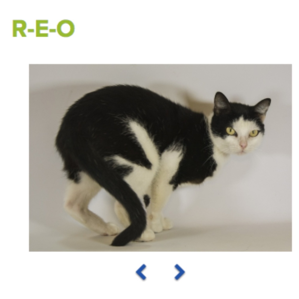 . Adopt N' Posh - Picture 5 of 8