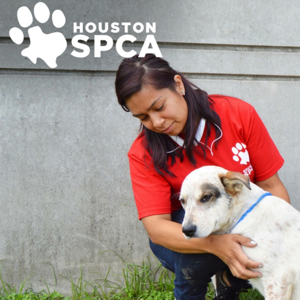 . Adopt N' Posh - Picture 8 of 8