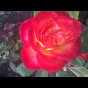 Meet your Posher, Kira