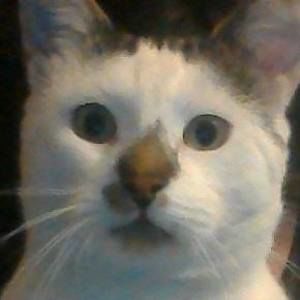 Meet your Posher, Rachael