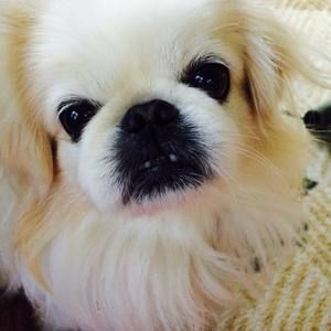 Meet your Posher, Yanli