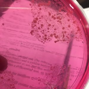 Meet your Posher, Antoinette