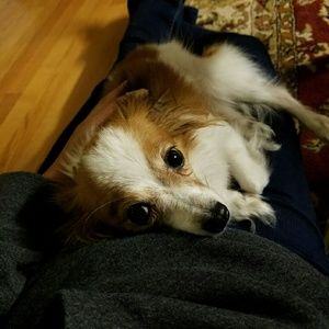Meet your Posher, Maggie