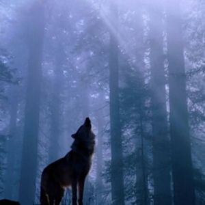 Meet your Posher, Elise