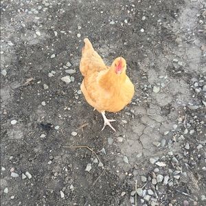 Meet your Posher, Stacy