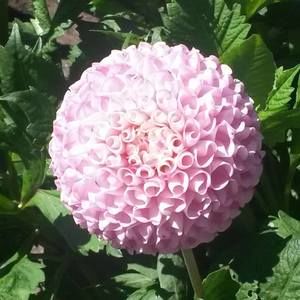 Meet your Posher, Ivory